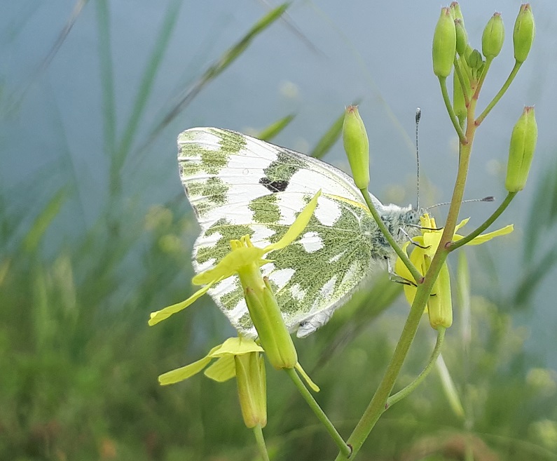 Pontia edusa? S