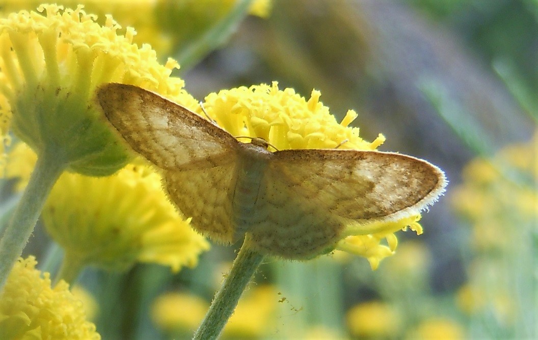 Geometridae da identificare