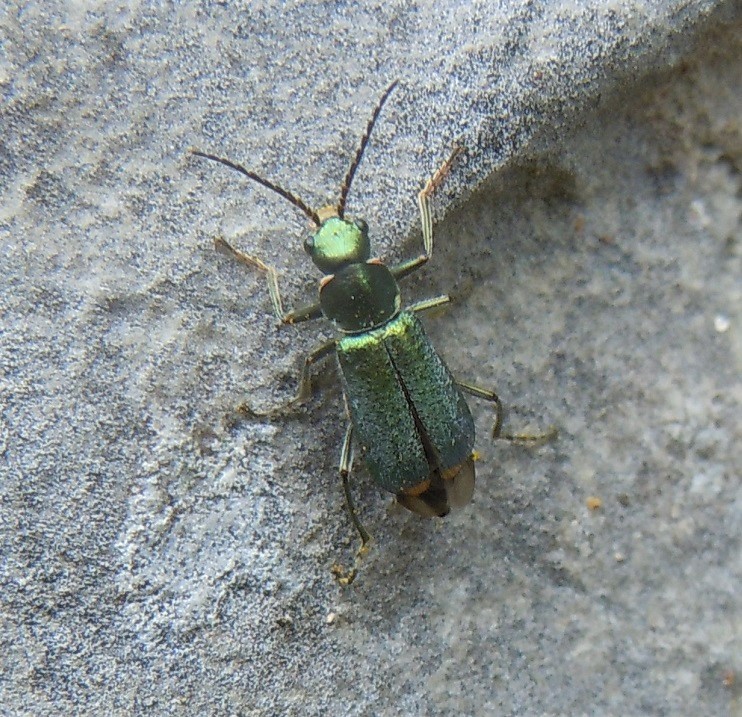 Malachiidae: probabile femmina di Clanoptilus italicus