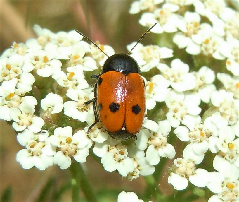 Cryptocephalus trimaculatus?