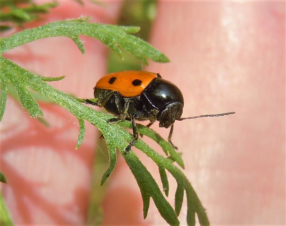 Cryptocephalus trimaculatus?