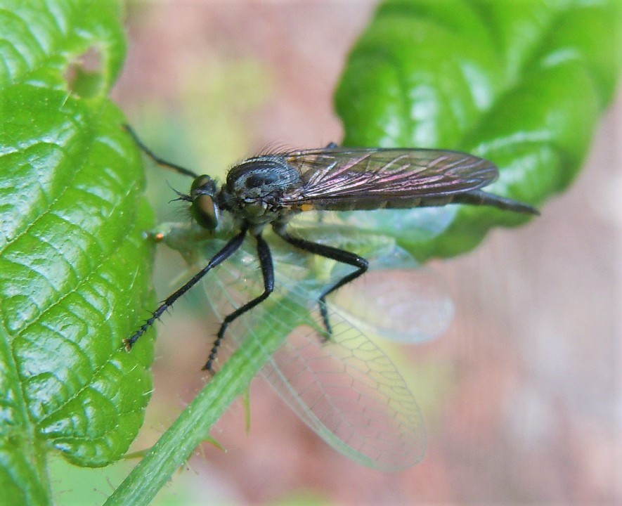 Asilidae con preda