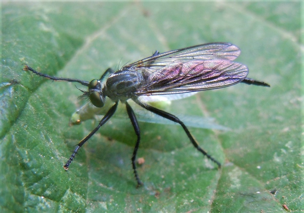 Asilidae con preda