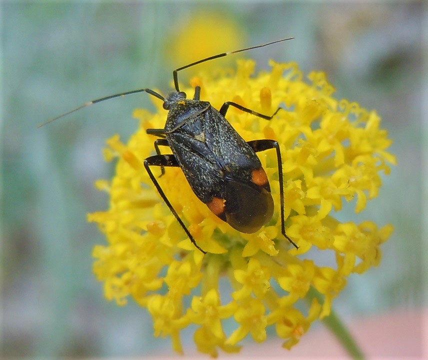 Closterotomus cinctipes