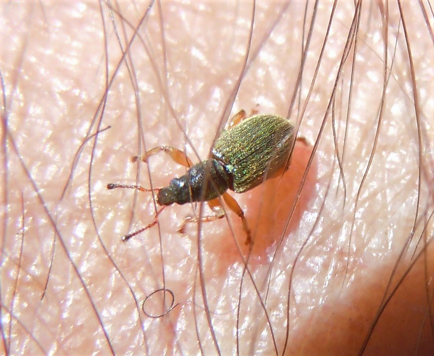 Curculionidae da identificare