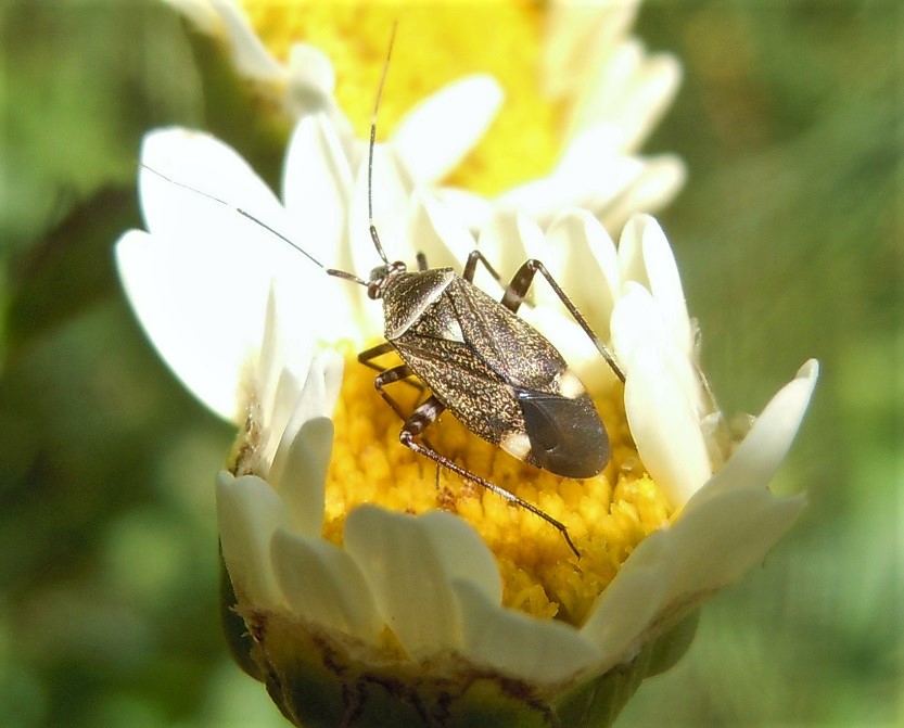 Closterotomus cinctipes