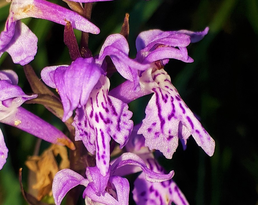 Dactylorhiza maculata subsp. fuchsii?