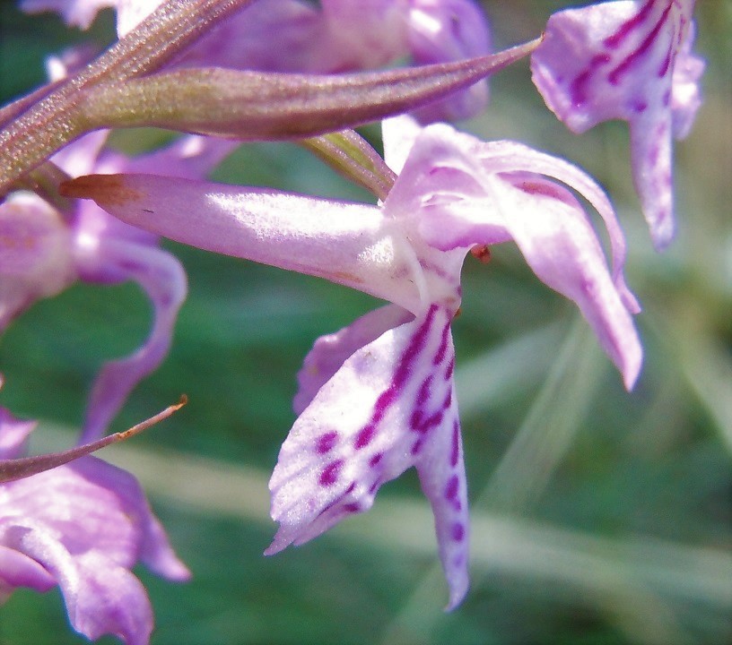 Dactylorhiza maculata subsp. fuchsii?