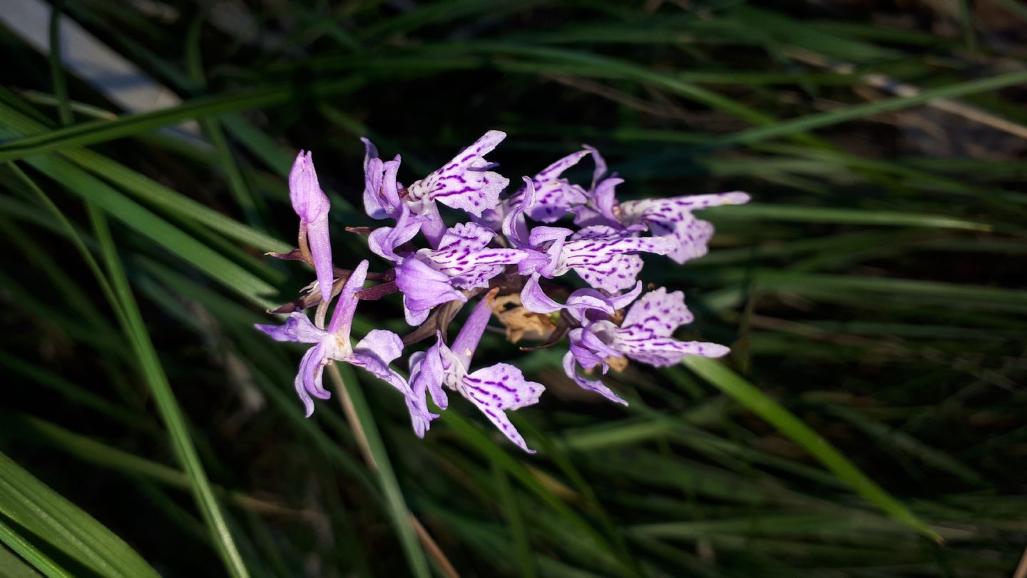 Dactylorhiza maculata subsp. fuchsii?