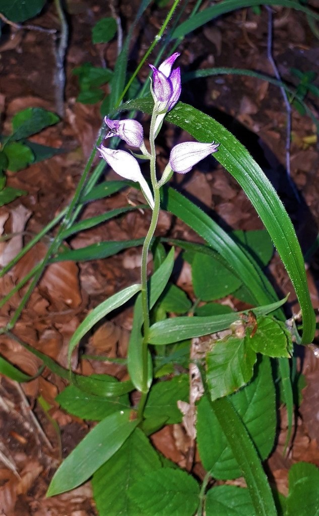 Cephalanthera rubra?