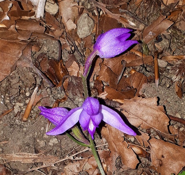 Cephalanthera rubra?