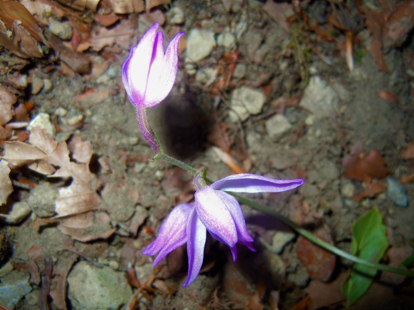 Cephalanthera rubra?