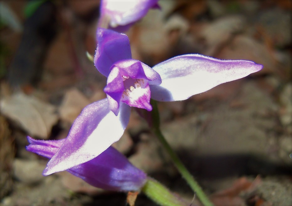 Cephalanthera rubra?