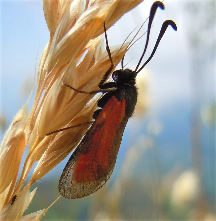 Zygaena rubicundus?