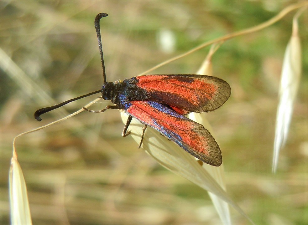 Zygaena rubicundus?