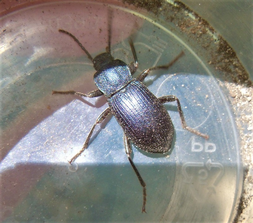 Tenebrionidae: Helops coeruleus o H. rossii? H. caeruleus