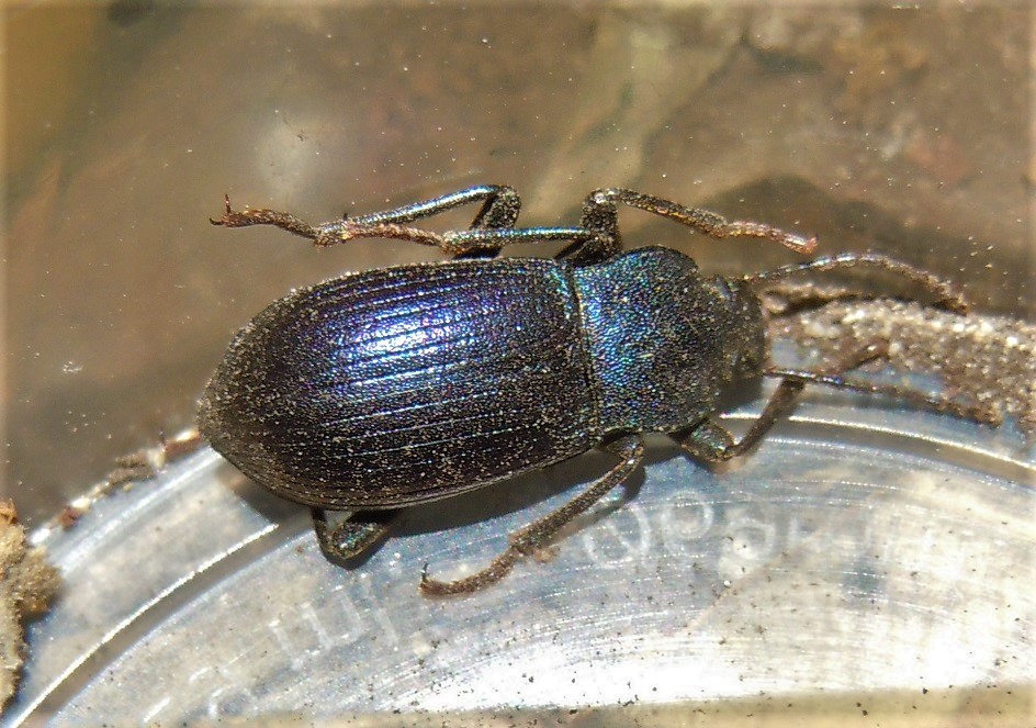 Tenebrionidae: Helops coeruleus o H. rossii? H. caeruleus