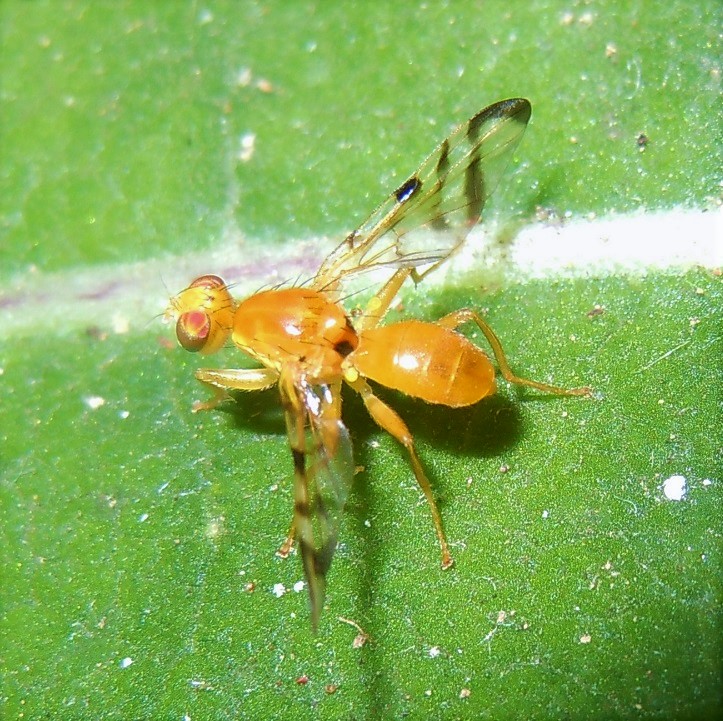 Acidia cognata