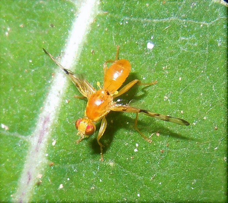 Acidia cognata