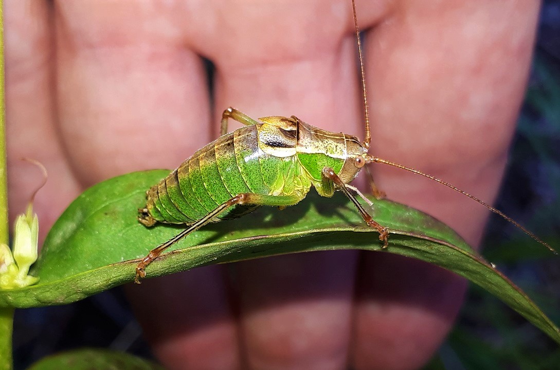 Phaneropteridae da identificare