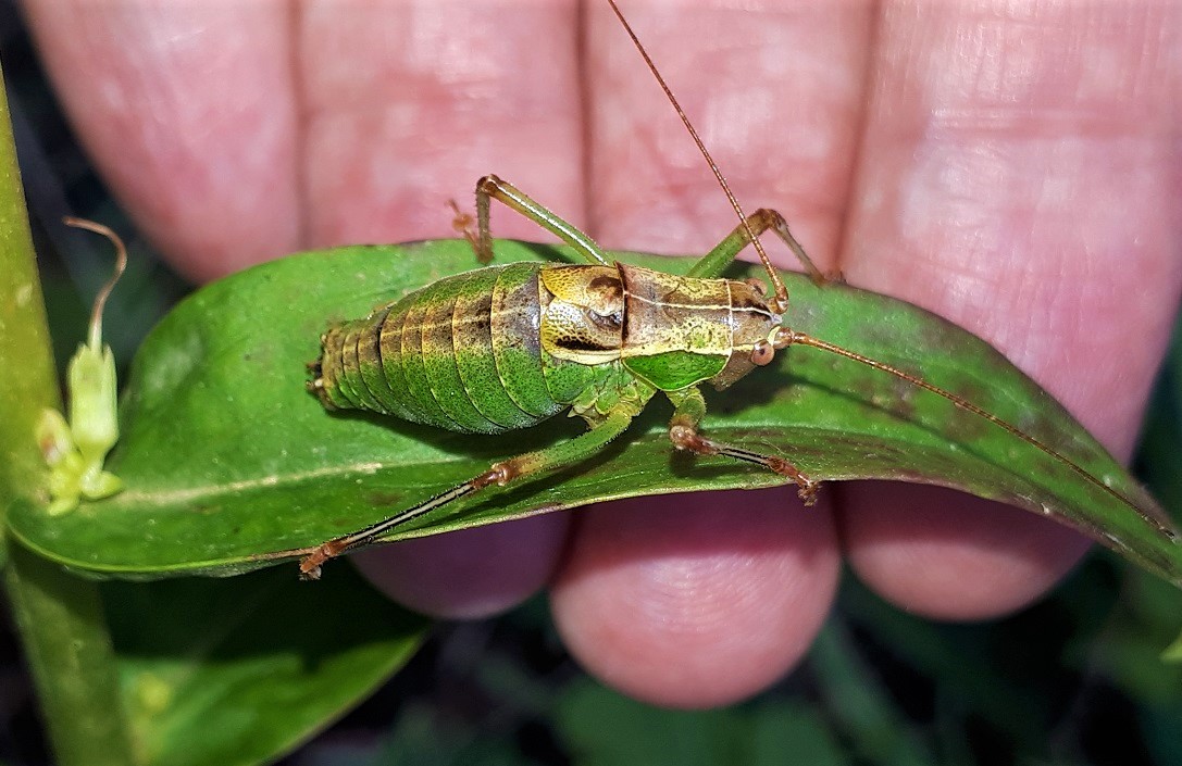 Phaneropteridae da identificare