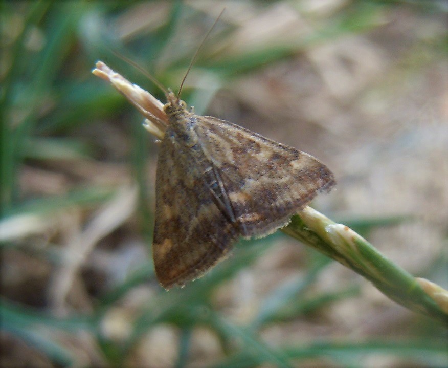 Pyrausta despicata?