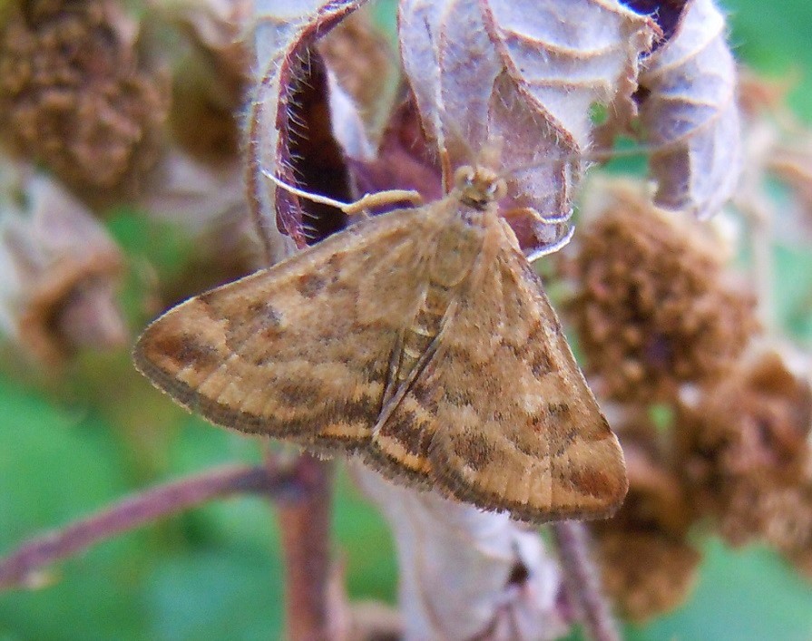 Pyrausta despicata?