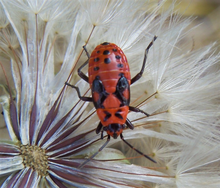 Ninfa di Spilostethus saxatilis?