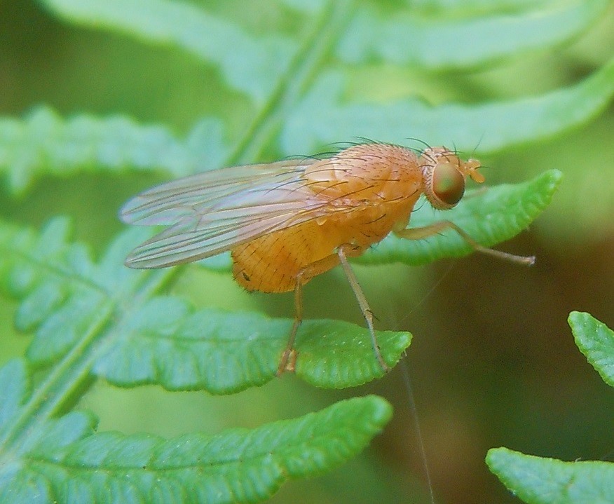 Lauxaniidae da identificare