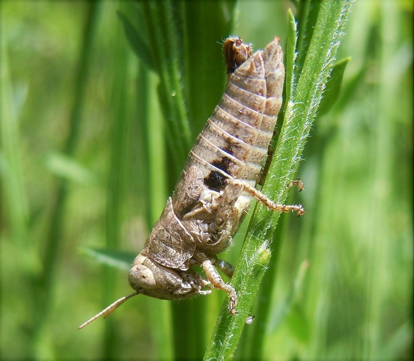 Ninfa da identificare