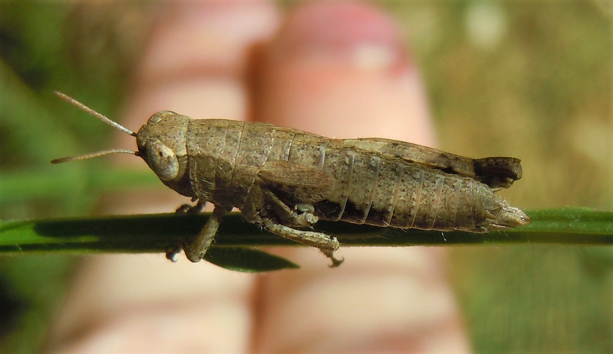 Ninfa da identificare