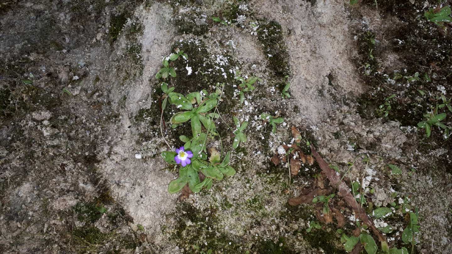 Pinguicula hirtiflora - Erba unta amalfitana