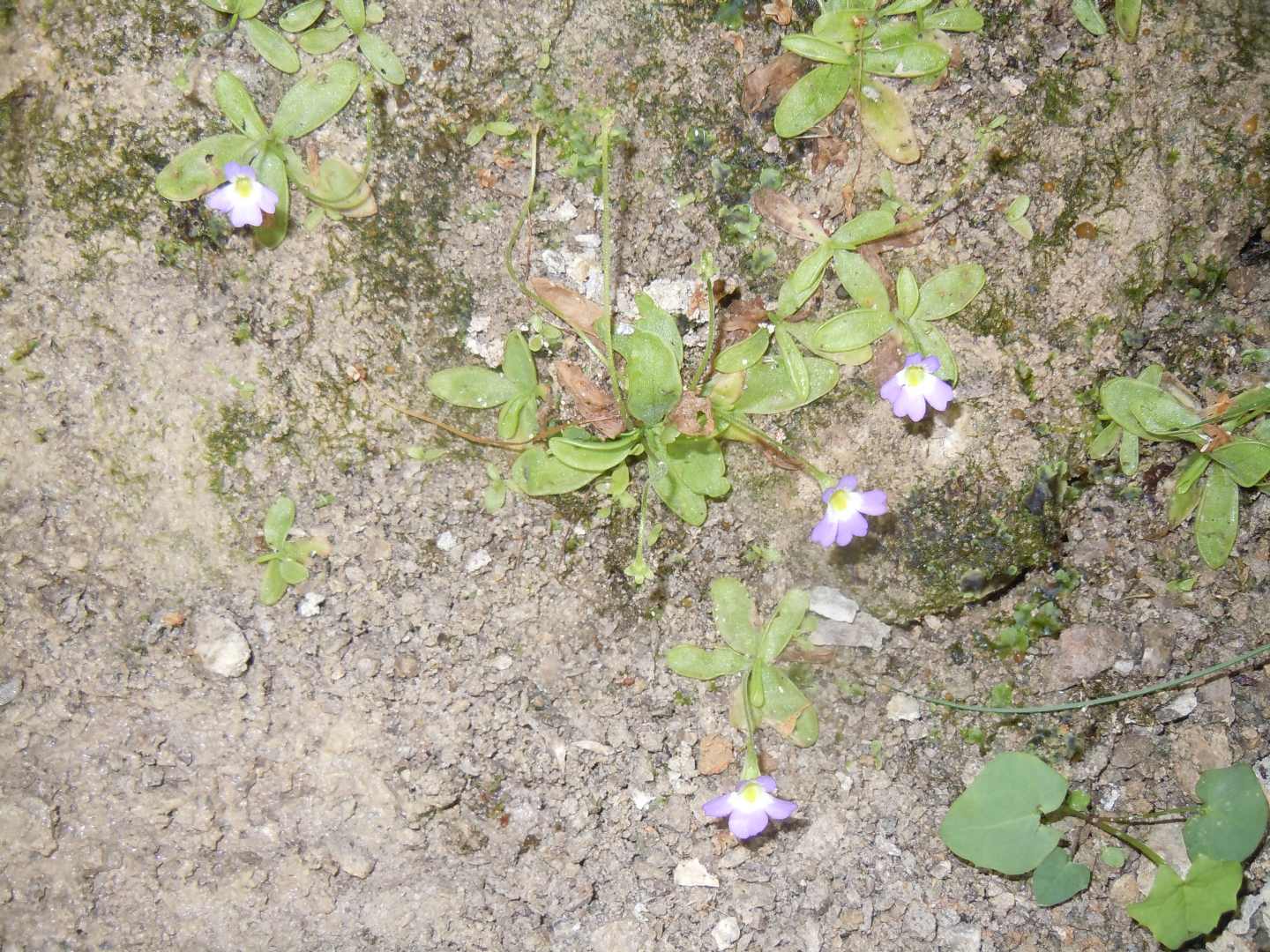 Pinguicula hirtiflora - Erba unta amalfitana