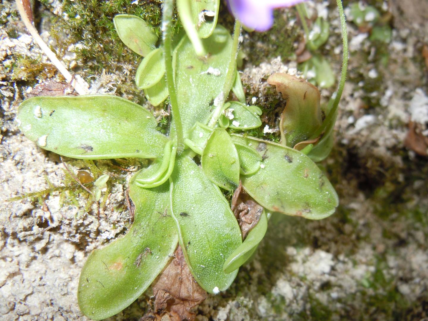 Pinguicula hirtiflora - Erba unta amalfitana