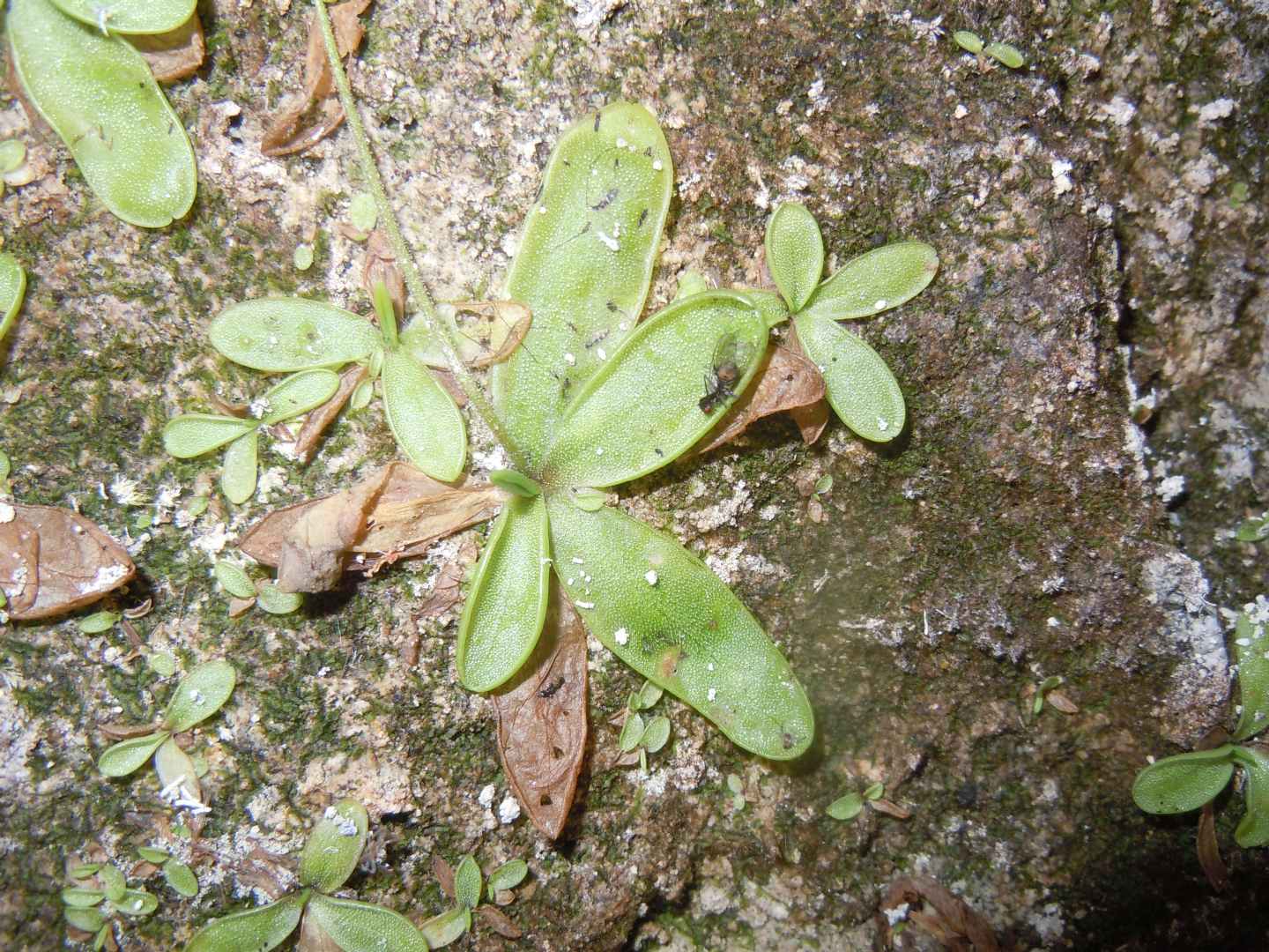 Pinguicula hirtiflora - Erba unta amalfitana