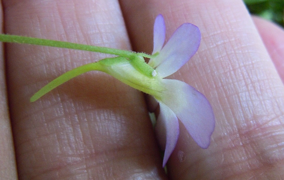 Pinguicula hirtiflora - Erba unta amalfitana