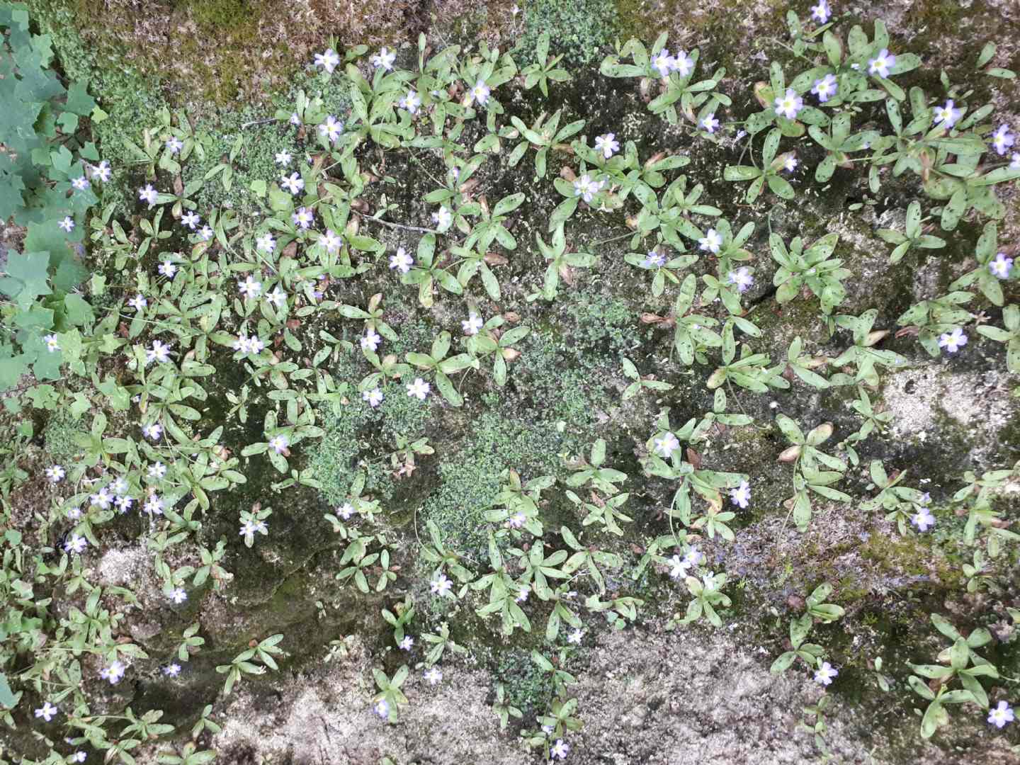 Pinguicula hirtiflora - Erba unta amalfitana