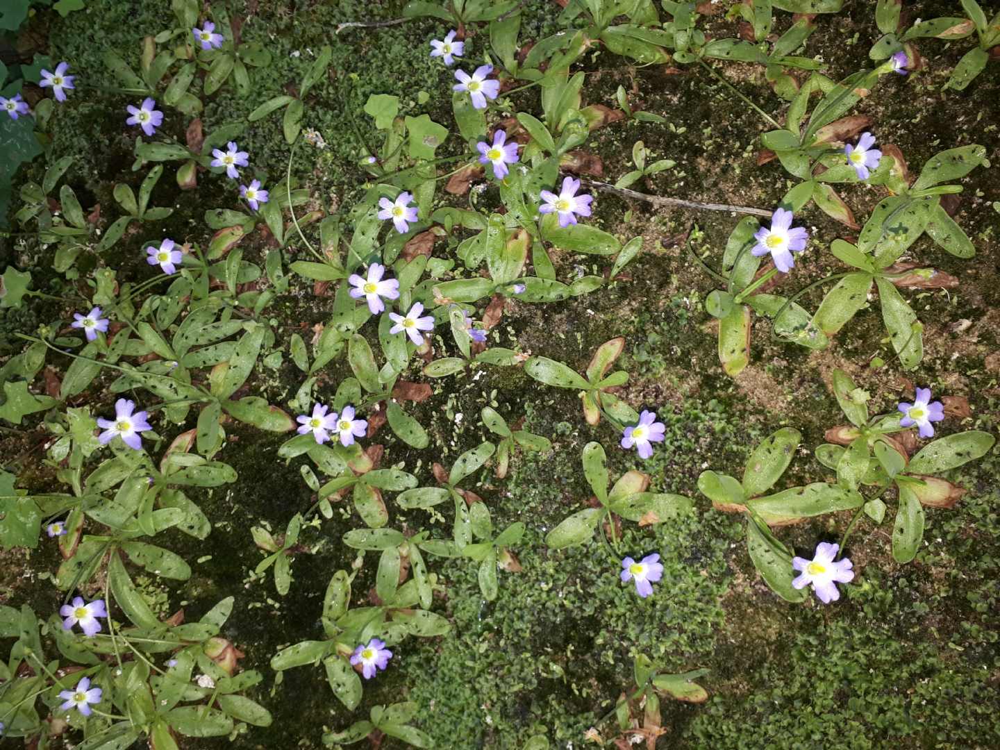 Pinguicula hirtiflora - Erba unta amalfitana