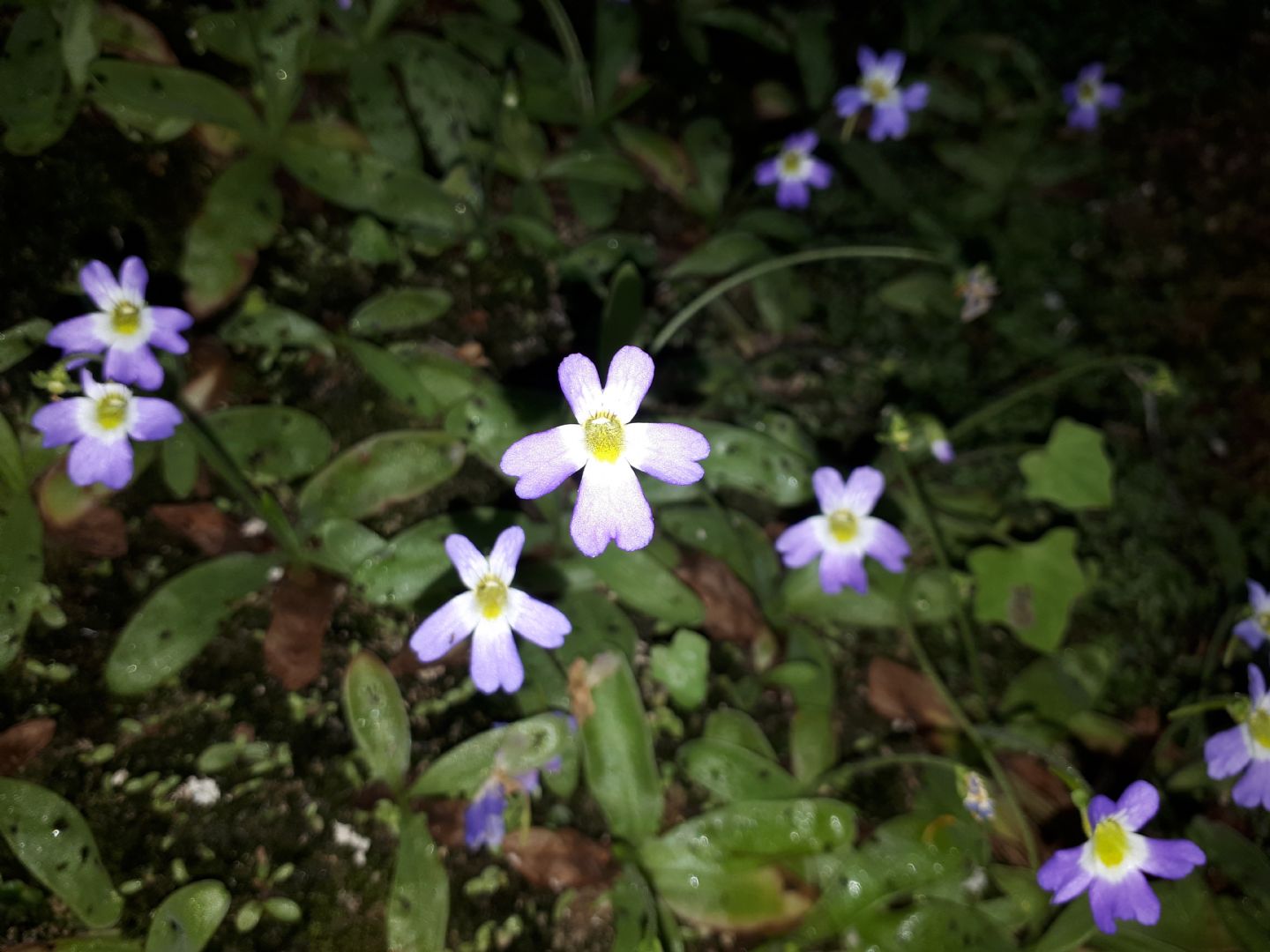 Pinguicula hirtiflora - Erba unta amalfitana