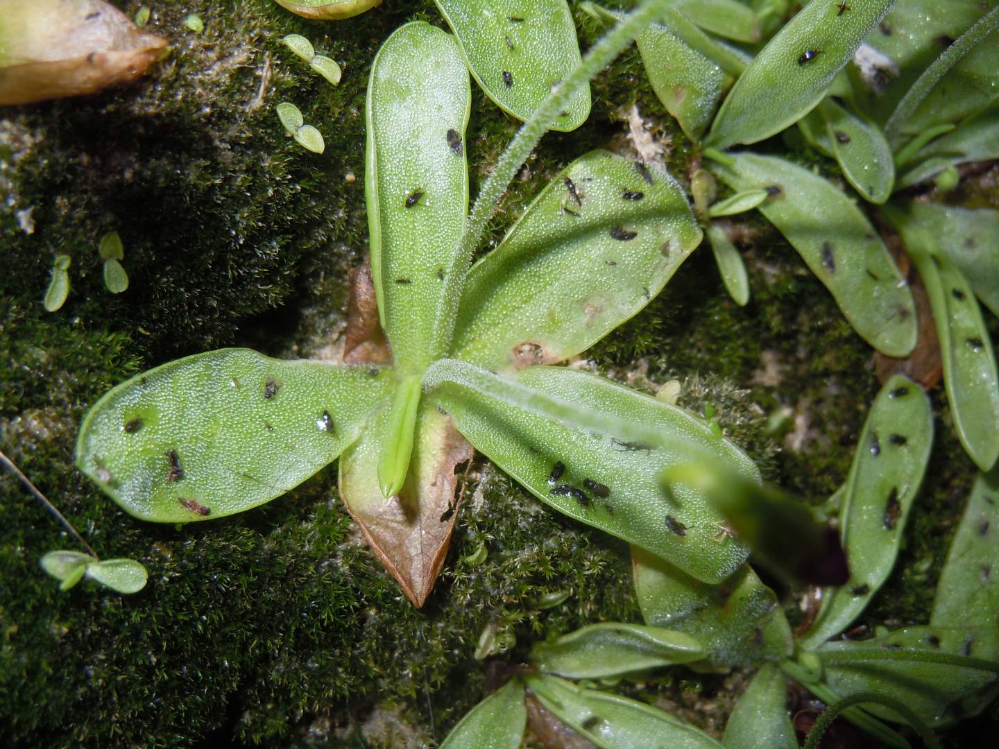 Pinguicula hirtiflora - Erba unta amalfitana