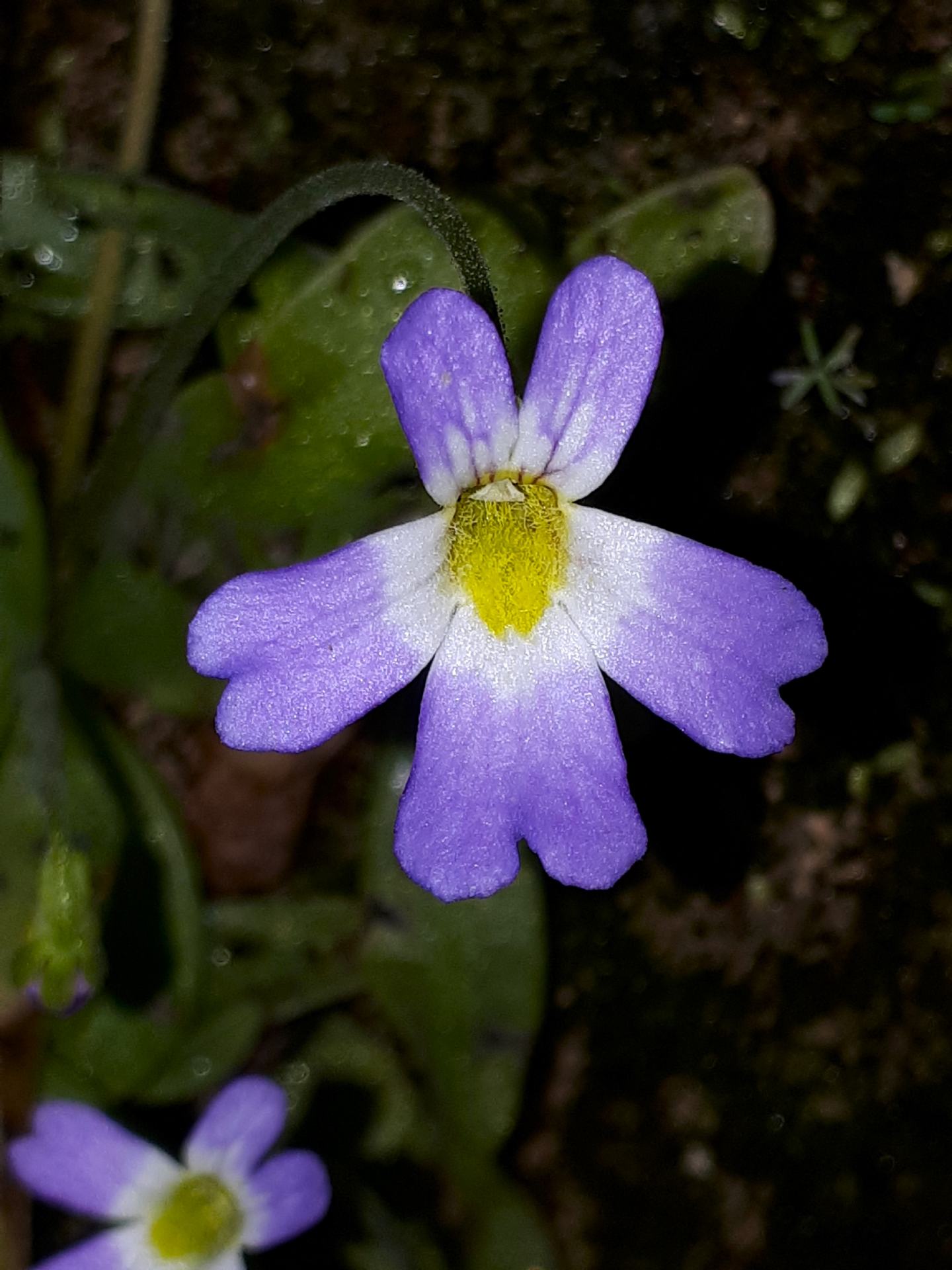 Pinguicula hirtiflora - Erba unta amalfitana