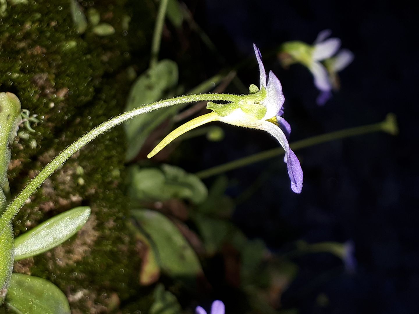 Pinguicula hirtiflora - Erba unta amalfitana