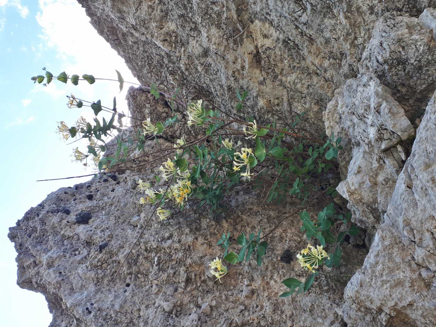 Lonicera stabiana?