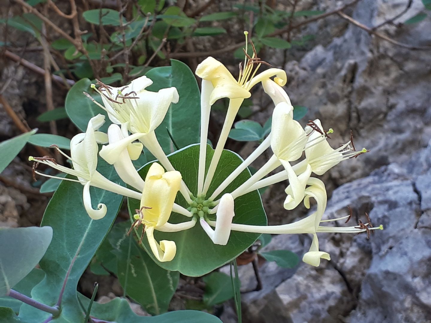 Lonicera stabiana?