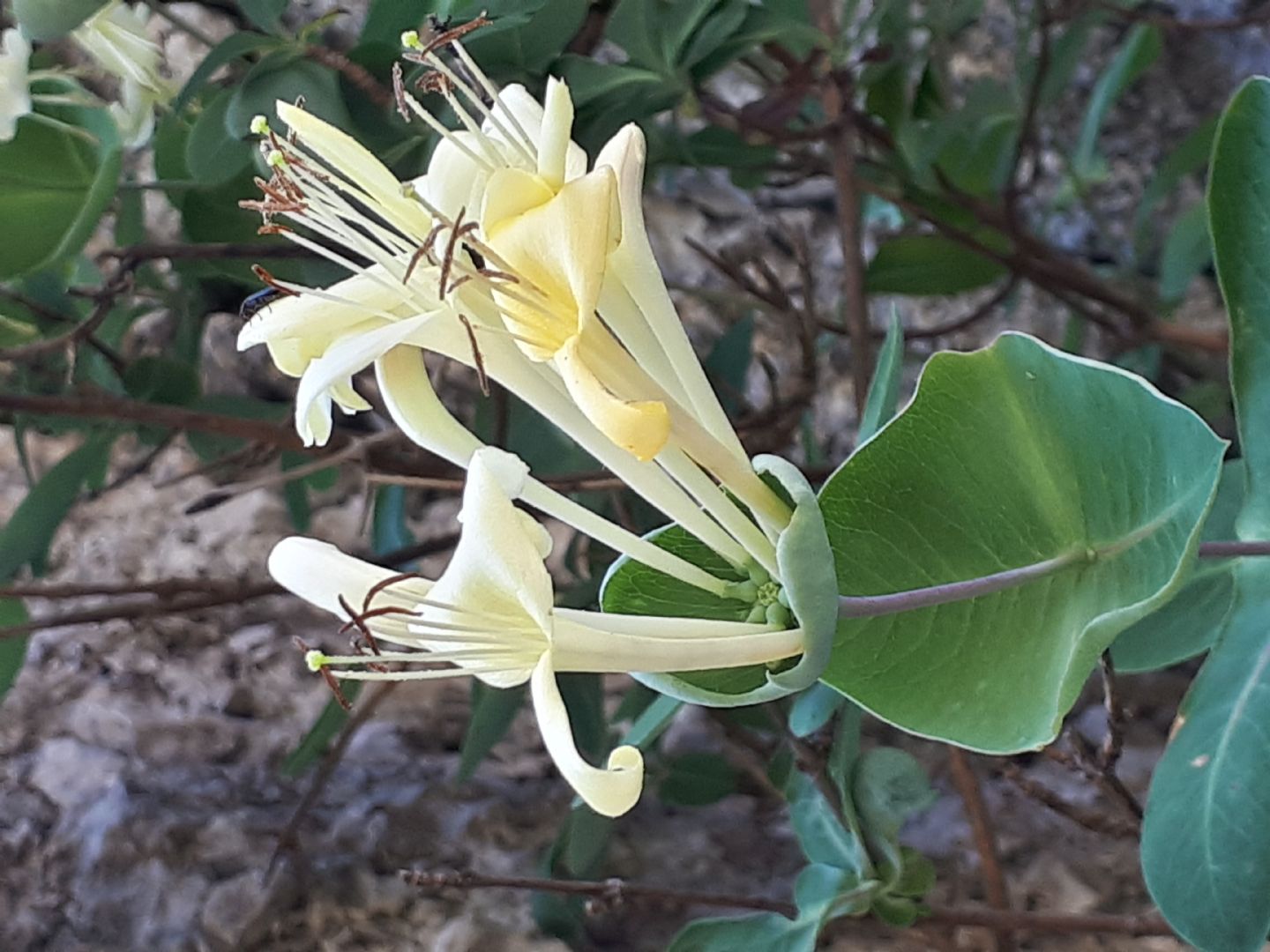 Lonicera stabiana?