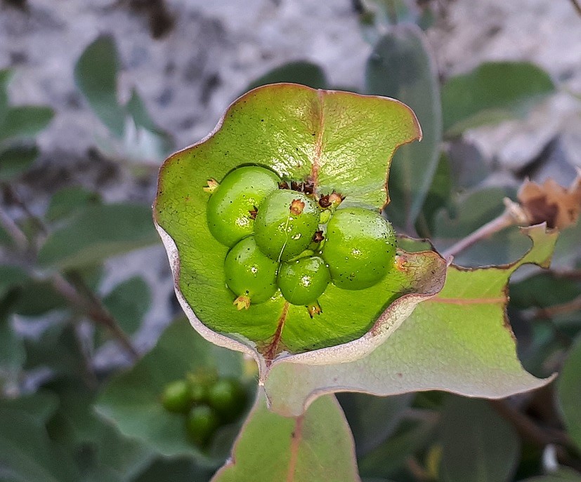 Lonicera stabiana?