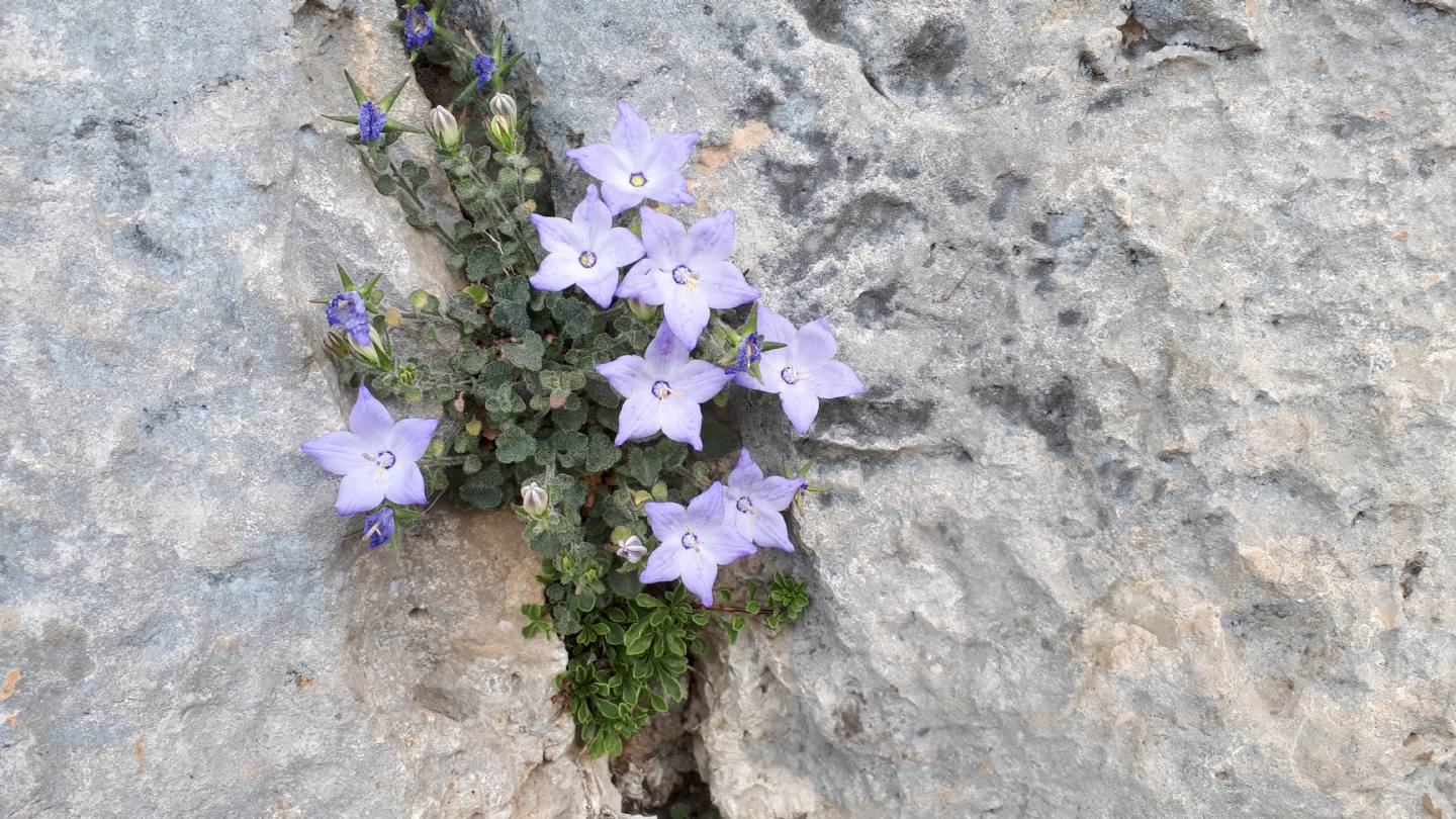 Campanula fragilis