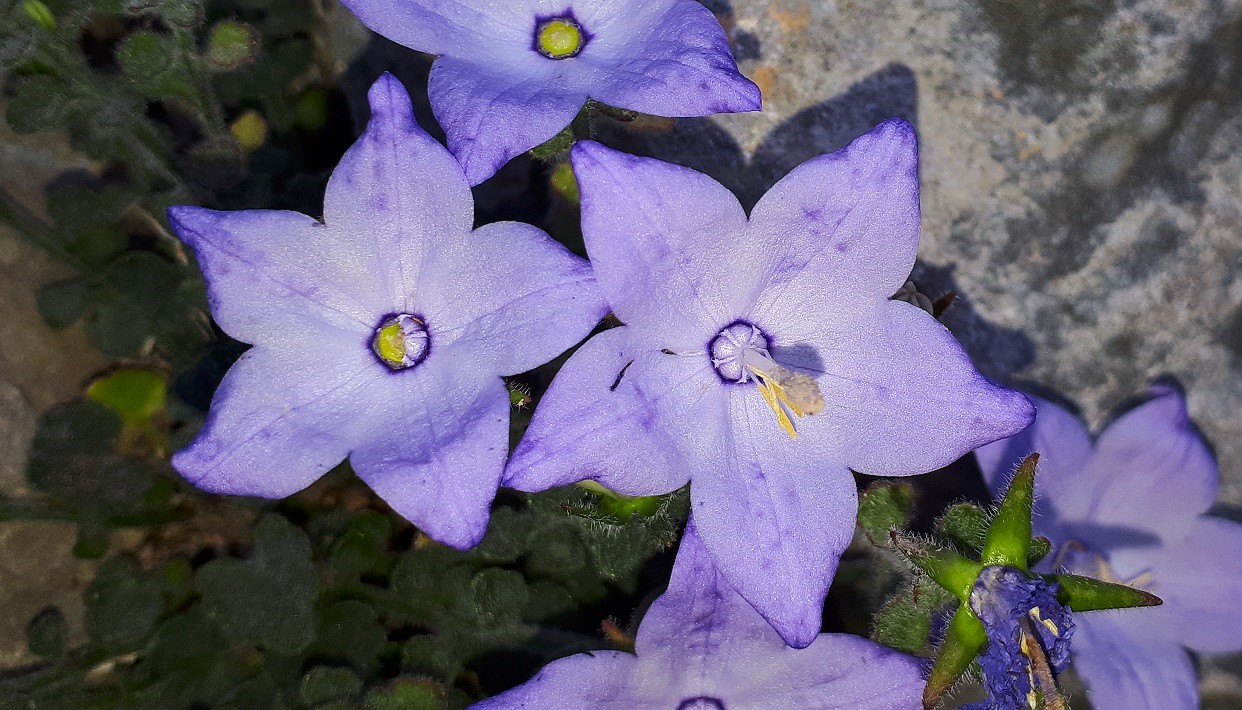 Campanula fragilis