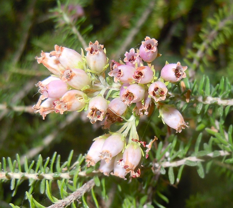 Erica terminalis / Erica tirrenica