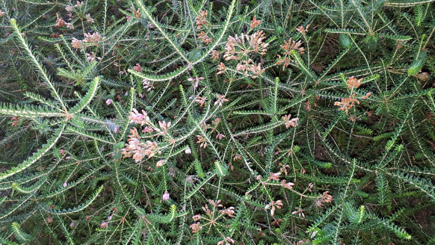 Erica terminalis / Erica tirrenica